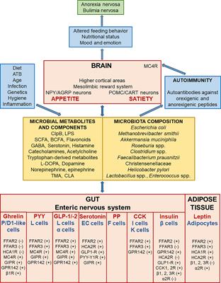 Current Aspects of the Role of Autoantibodies Directed Against Appetite-Regulating Hormones and the Gut Microbiome in Eating Disorders